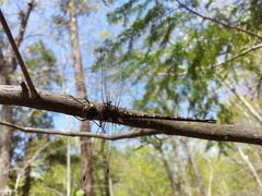 Gomphaeschna antilope