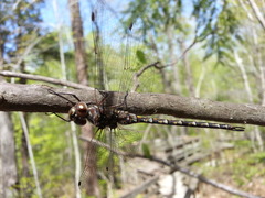 Gomphaeschna antilope