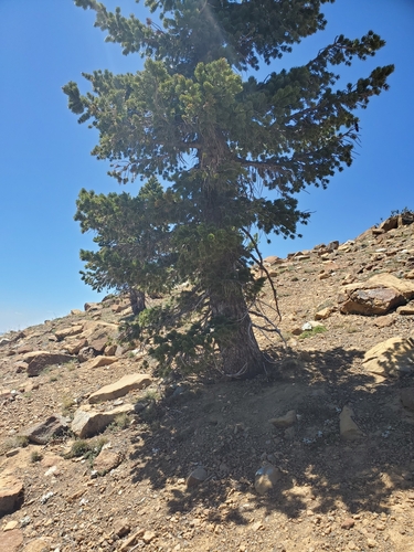 Image of Pinus balfouriana by (c) Rosie Yacoub, some rights reserved (CC BY)