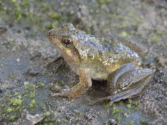 Phrynobatrachus acridoides