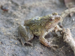 Phrynobatrachus acridoides
