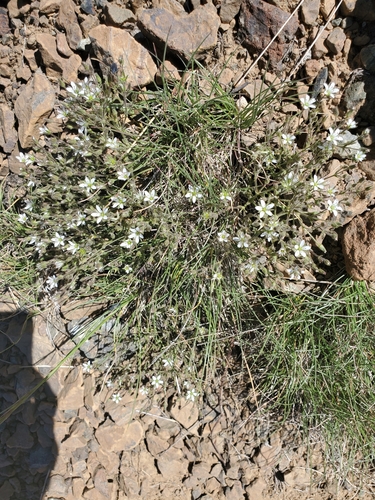 Image of Sabulina nuttallii by (c) Rosie Yacoub, some rights reserved (CC BY)