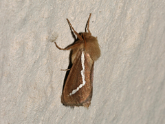 Eudalaca cretata