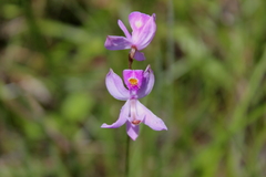Calopogon pallidus