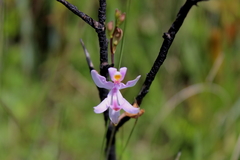 Calopogon pallidus