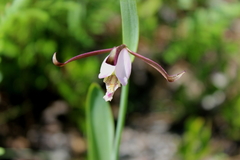 Cleistesiopsis oricamporum