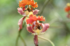 Cyrtochilum serratum