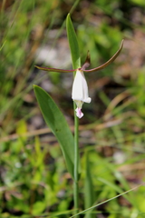 Cleistesiopsis oricamporum