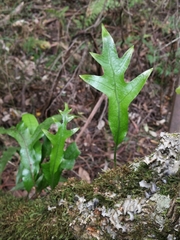 Microsorum pustulatum