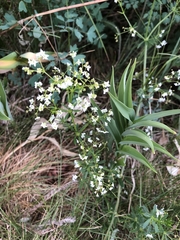 Galium mexicanum