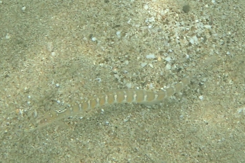 Trichonotus nikii observed 2018-04-28