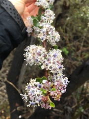 Ceanothus megacarpus megacarpus