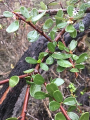 Ceanothus megacarpus megacarpus