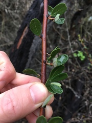 Ceanothus megacarpus megacarpus
