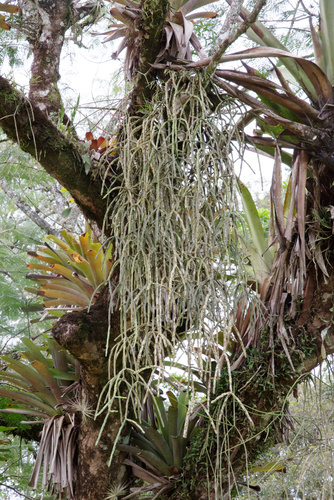 Rhipsalis paradoxa ssp. septentrionalis