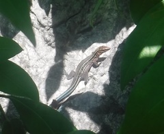 Pholidoscelis taeniurus