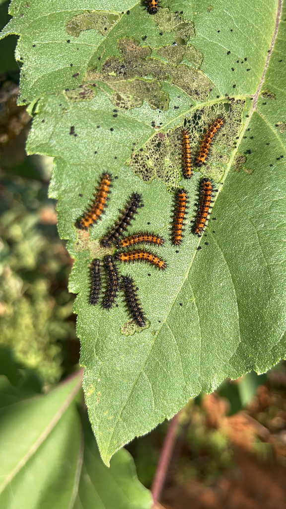 Bordered Patch from Hinton, OK, US on July 22, 2023 at 0914 AM by