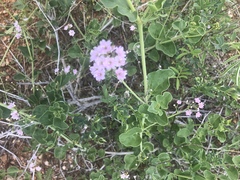 Commicarpus pentandrus