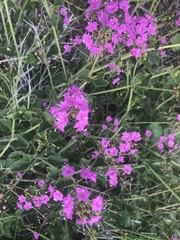 Commicarpus pentandrus