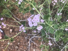 Commicarpus pentandrus