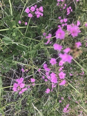 Commicarpus pentandrus