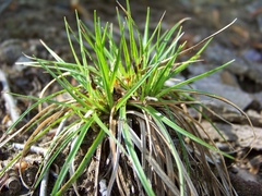 Carex tonsa