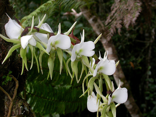 Ivory-Colored Angraecum