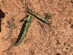 Dipcadi platyphyllum