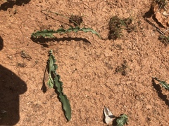 Dipcadi platyphyllum