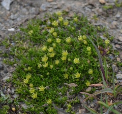 Cherleria sedoides