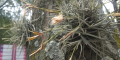Tillandsia recurvata