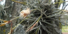 Tillandsia recurvata