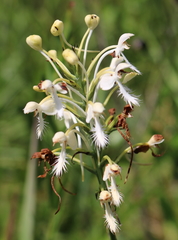 Platanthera blephariglottis conspicua