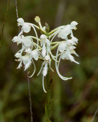 Platanthera blephariglottis conspicua