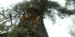 Tillandsia recurvata