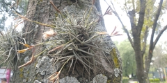 Tillandsia recurvata