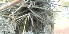 Tillandsia recurvata