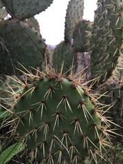Opuntia oricola