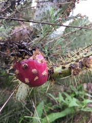 Opuntia oricola