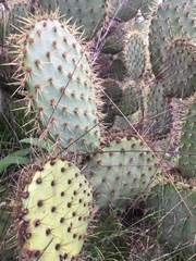 Opuntia oricola