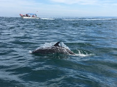 Delphininae