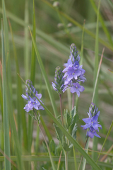 Veronica orsiniana