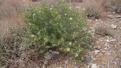 Peganum harmala