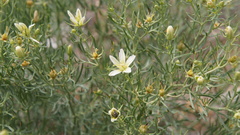 Peganum harmala