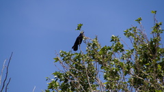 Corvus frugilegus