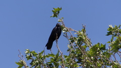 Corvus frugilegus