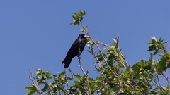 Corvus frugilegus