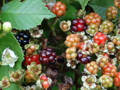 Rubus coriifolius