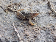 Phrynobatrachus acridoides