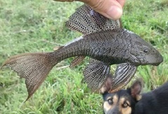 Colombian Stream Pleco photo 1